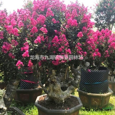 榕樹盆景 造形榕樹 榕樹盆景價格