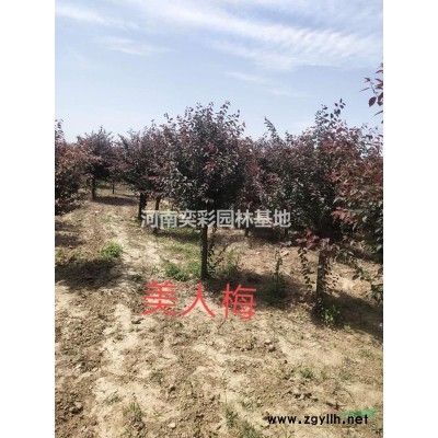 大量供應河南紅葉李 河南紅葉李特價苗
