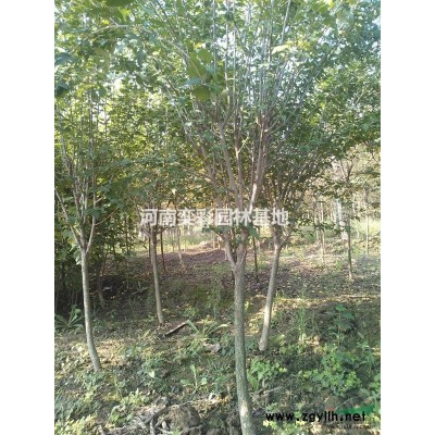 2020年河南紅葉李8公分每株