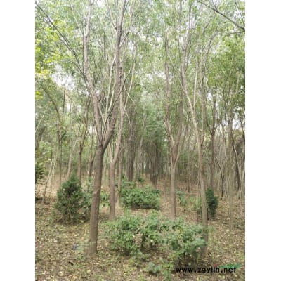 河南紅葉李-紅葉李價格/產品庫