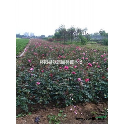 佛肚竹盆栽， 佛肚竹5公分價(jià)格，江蘇 佛肚竹基地批發(fā)