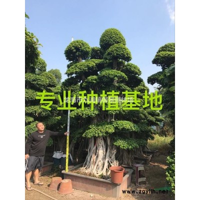 魚尾葵價格 魚尾葵報價