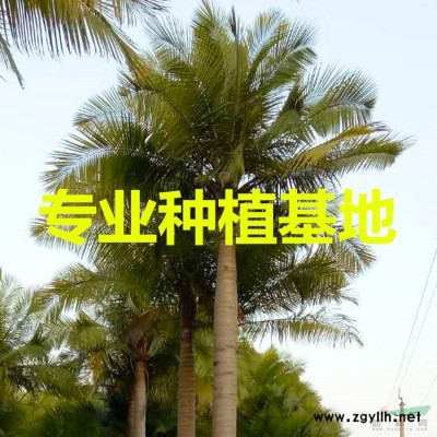 福建老人葵價格 圖片