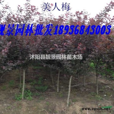 小葉黃楊苗，小葉黃楊球，大葉黃楊球