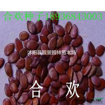藤本月季苗價(jià)格 種植大花藤本月季 藤本月季基地
