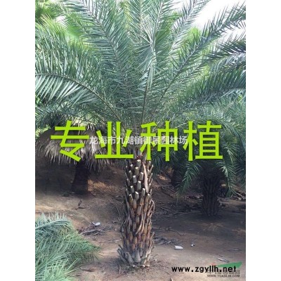華盛頓棕櫚價格 華盛頓棕櫚報價
