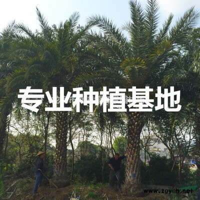 福建皇后葵價格 皇后葵批發 金山葵供應 金山葵基地