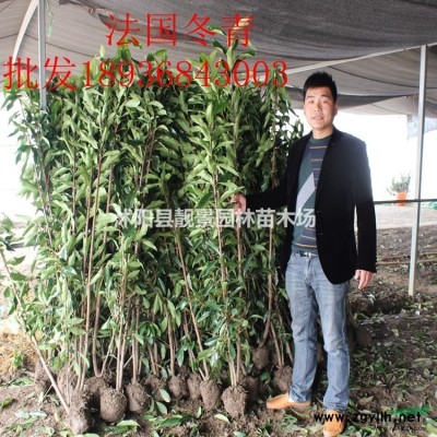 江蘇蜀檜價(jià)格 蜀檜基地批發(fā) 蜀檜*新報(bào)價(jià)