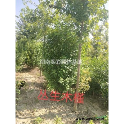 高度60-3500公分檜柏 河南檜柏價格/基地/圖片/批發