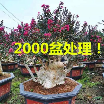 羅漢松盆景 羅漢松價格 造形羅漢松
