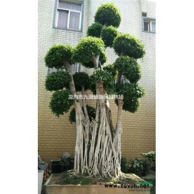 布迪椰子價格 福建布迪椰子 布迪椰子批發 布迪椰子基地