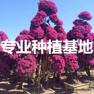 三角梅價格 三角梅報價 三角梅 三角梅行情 三角梅供應