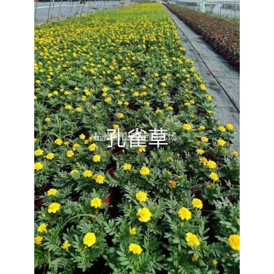 供應八角金盤小杯苗：大杯苗：工程苗