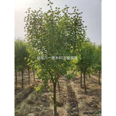 江蘇紅報(bào)月季介紹