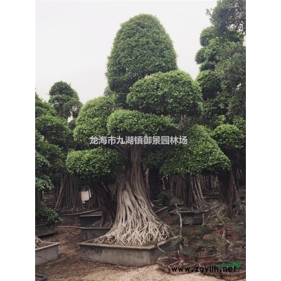 藍花楹價格 藍花楹怎么種植 漳州藍花楹 福建藍花楹