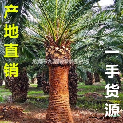福建小葉榕 四川小葉榕 小葉榕價格 小葉榕產地