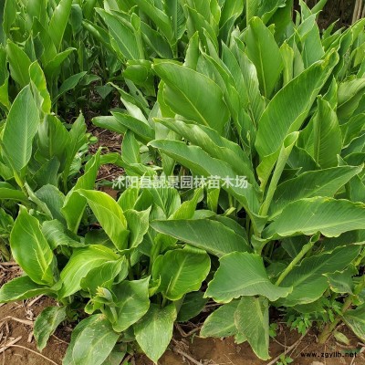 大花薔薇苗價(jià)格 大花薔薇基地批發(fā) 薔薇1.2米長(zhǎng)