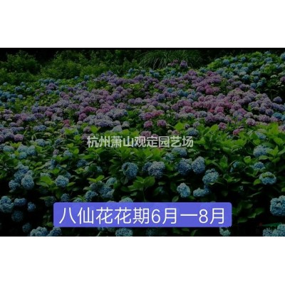高桿地龍柏圖片\高桿地龍柏報價