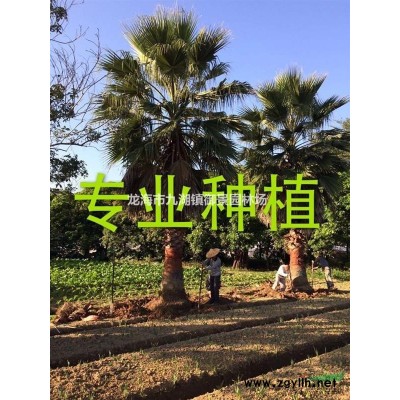 假檳榔價格 假檳榔報價
