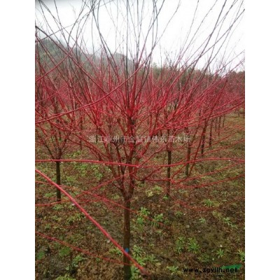 10-25公分大規(guī)格紅楓