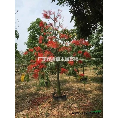 基地大量盆架子供應(yīng)。歡迎致電咨詢