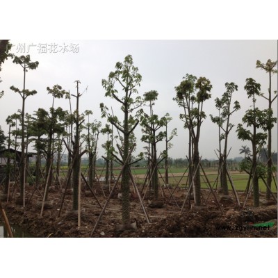 供應菠蘿蜜（大樹菠蘿）