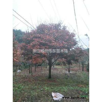 浙江茶花/嵊州茶花基地