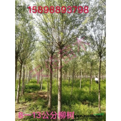 白蠟桿，武術桿，鐵鍬柄