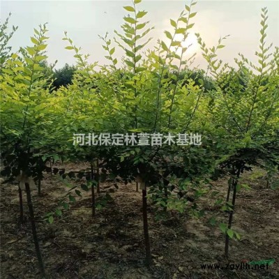 河北保定金葉槐低價處理8-15公分金葉槐自家苗圃