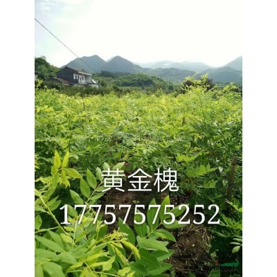 精品優質樂昌含笑/浙江樂昌含笑