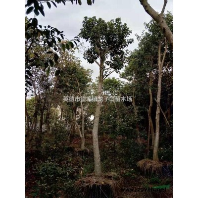 龍子山苗木場出售特色護樹石