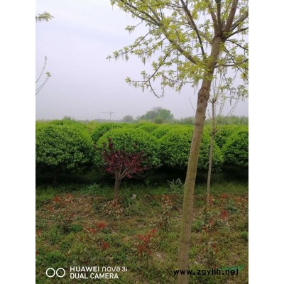紅葉石楠綠化小苗