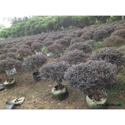 供應高山榕4米直徑
