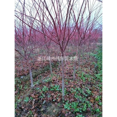 優質精品紅楓、規格*量大