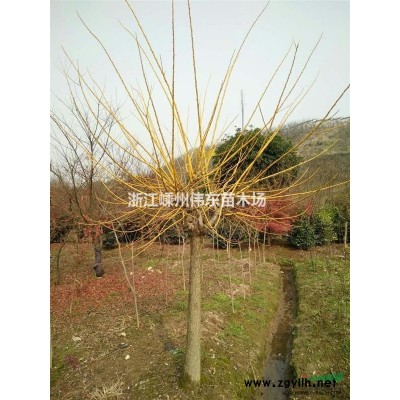 小葉丹桂基地，實拍效果圖