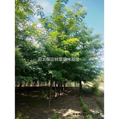 河北保定饅頭柳低價處理8-15公分純正饅頭柳自家苗圃