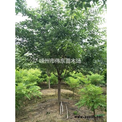 浙江櫻花/嵊州晚櫻（地徑3-20公分晚櫻）