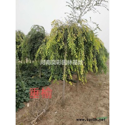 紅葉李供應  紅葉李報價 河南紅葉李