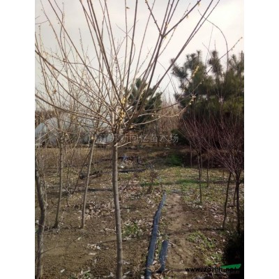 江蘇綠化工程藝術(shù)品加工與批發(fā)