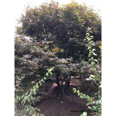 紅梅