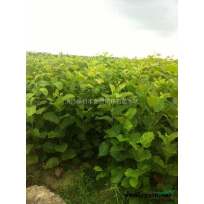 大規(guī)格雞爪槭\10-20公分雞爪槭