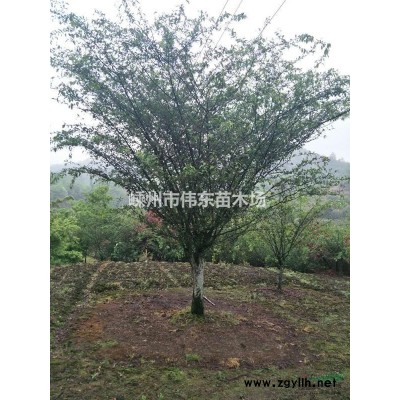 茶花/浙江山茶花（耐冬）