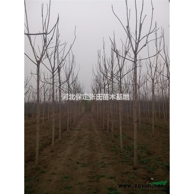 法桐價格 法桐小苗 供應法桐 河北法桐基地