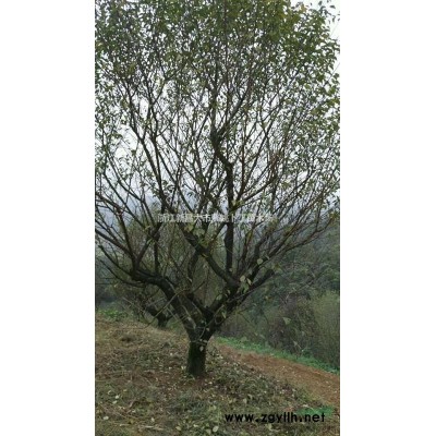 浙江桂花*新報價/桂花圖片