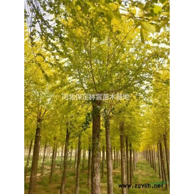 河北刺槐8公分刺槐報價