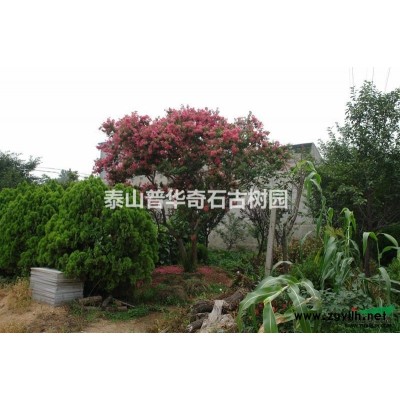 泰山大紫薇 泰山大紫薇價格/批發