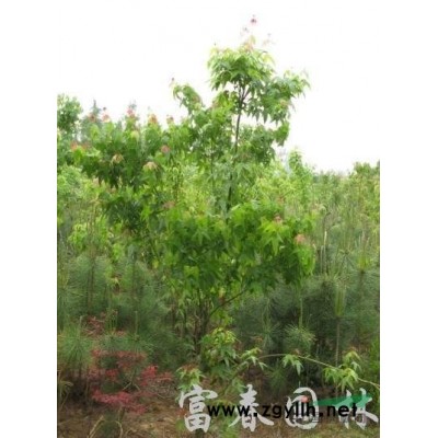 植物綠雕塑景區定做定制動物卡通景觀綠雕公園室外仿真工藝品