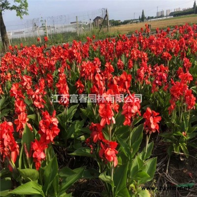 廠家直銷人造仿真草坪婚禮地毯戶外運動草坪幼兒園草坪工程綠化草