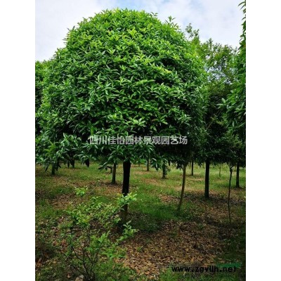 四川高桿桂花介紹 四川高桿桂花價格/批發(fā)