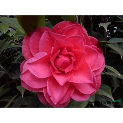 茶花大樹林一角